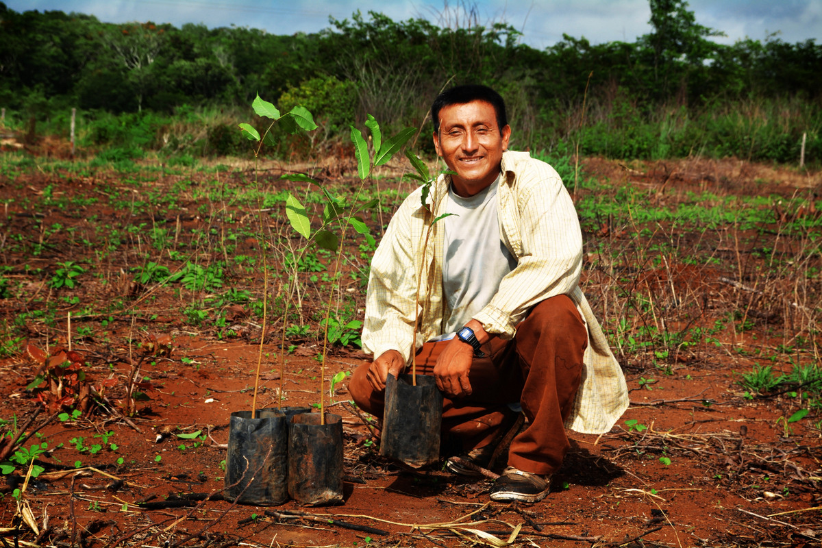 agroforesterie maya mexique