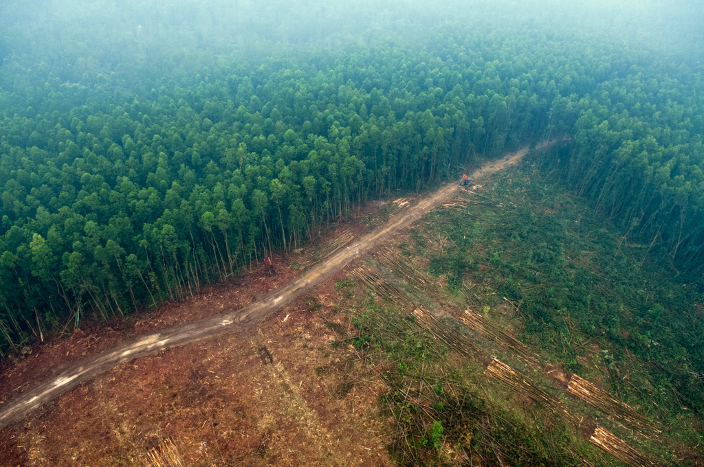deforestation indonesie