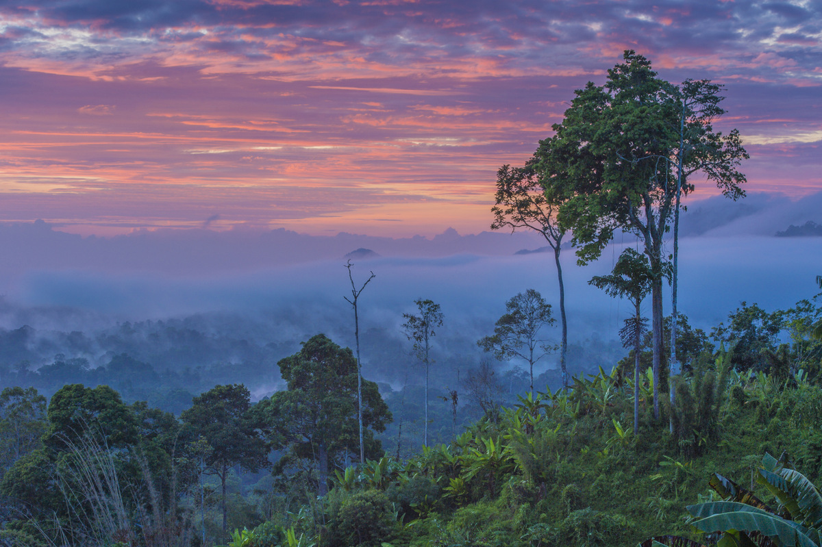 foret papouasie nouvelle guinee