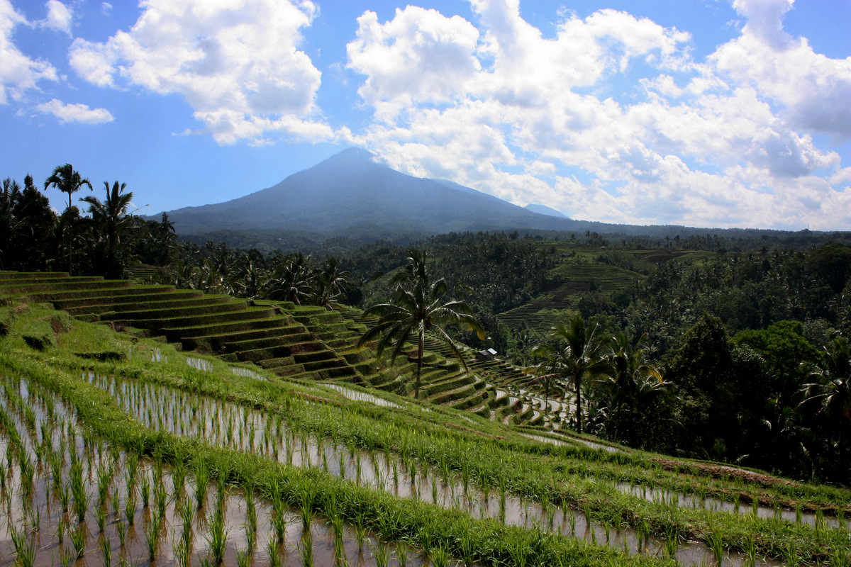 riziere deforestation