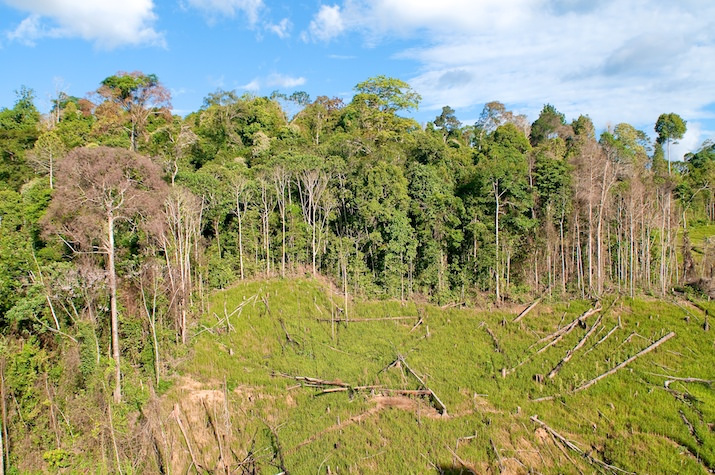 deforestation indonesie