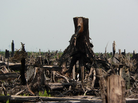 deforestation indonesie