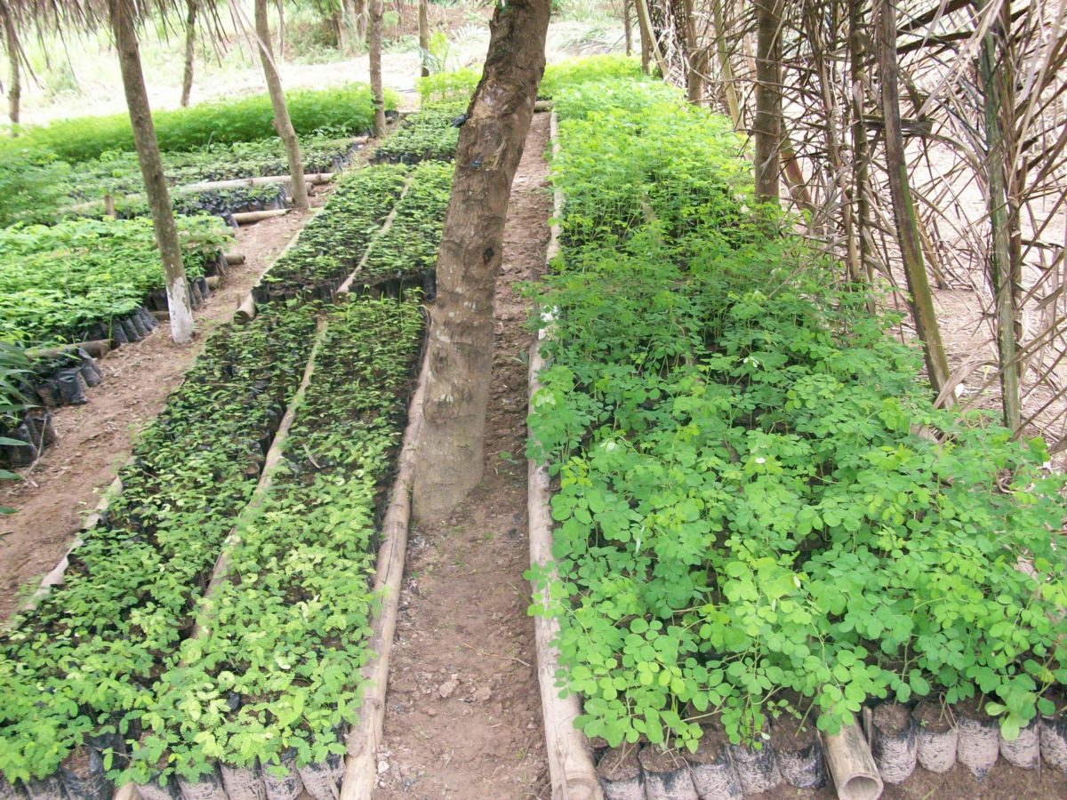 agroforesterie ghana afrique