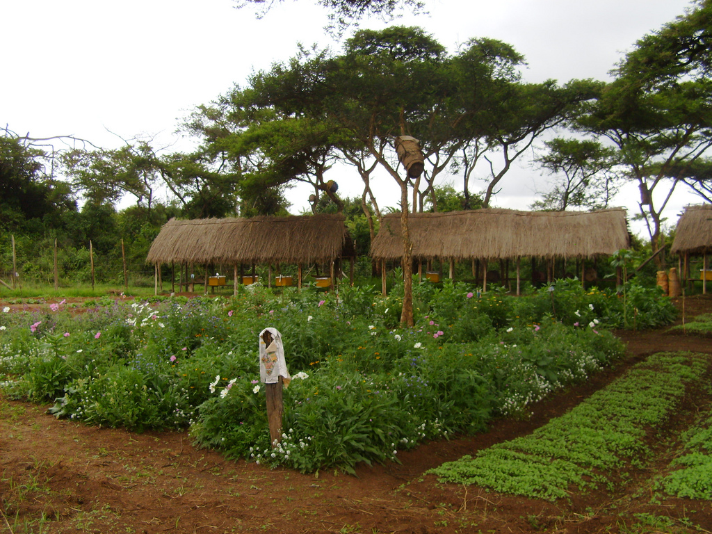 agroforesterie ethiopie afrique