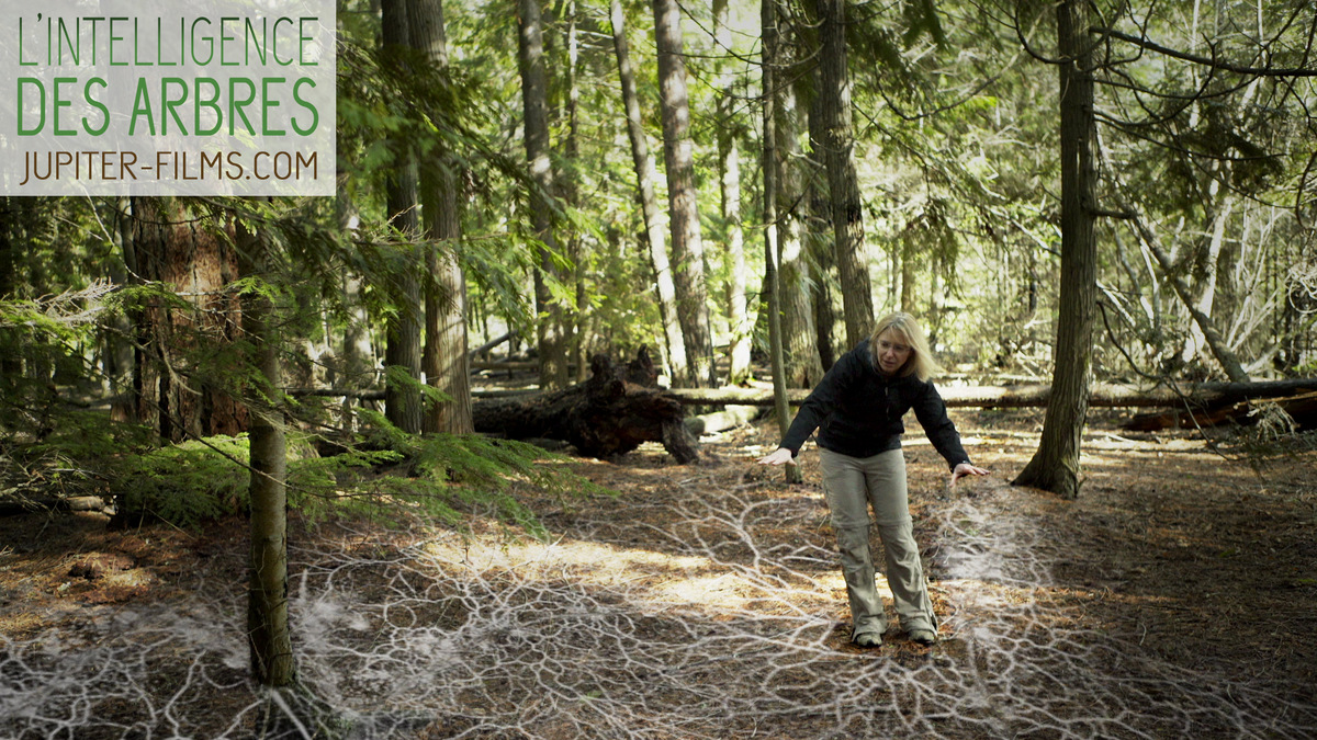 communication arbres