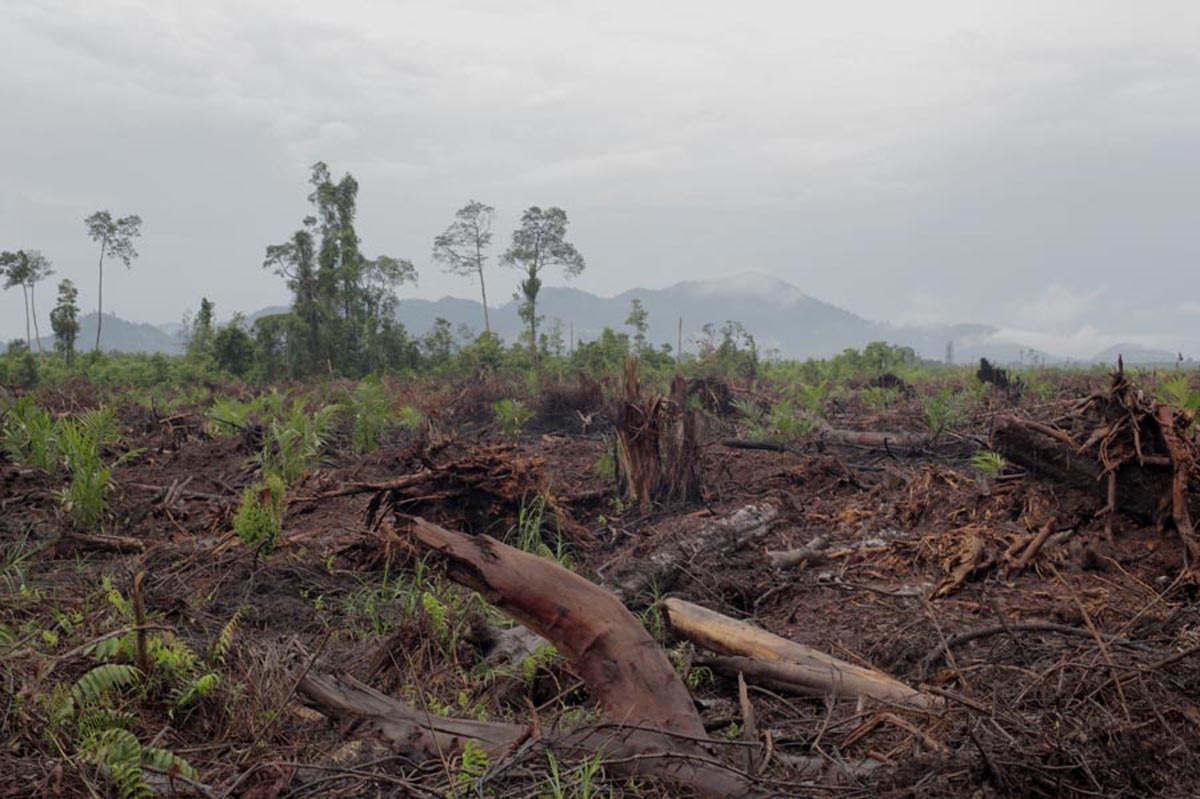 deforestation indonesie