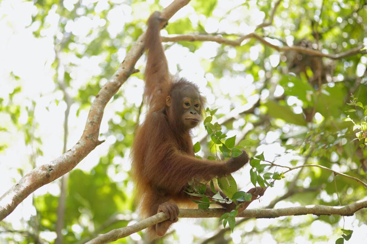 deforestation indonesie orang outan