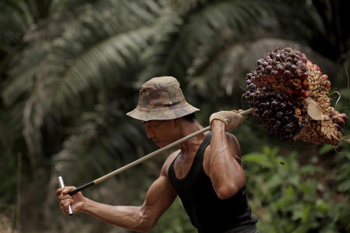 deforestation indonesie huile palme