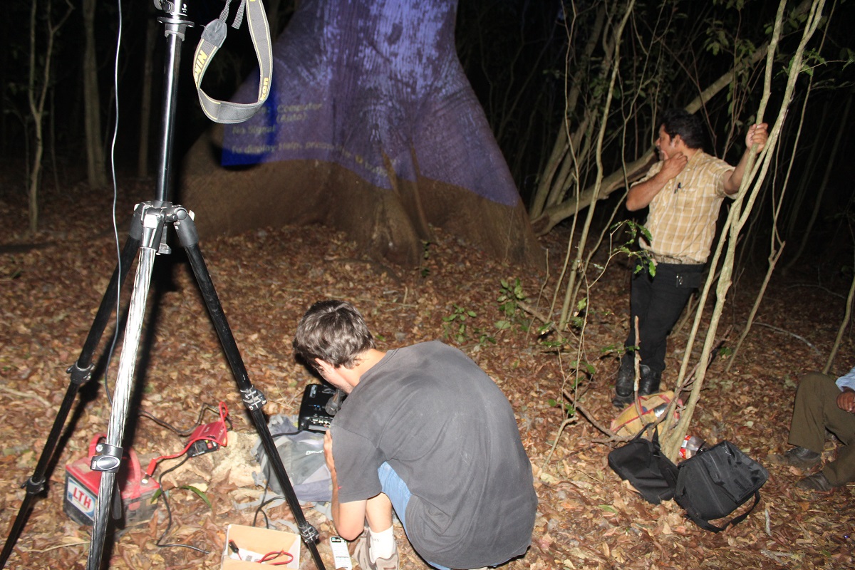 street art jungle maya