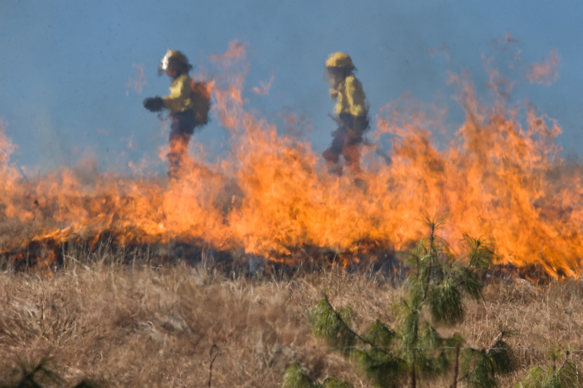 incendie foret portugal
