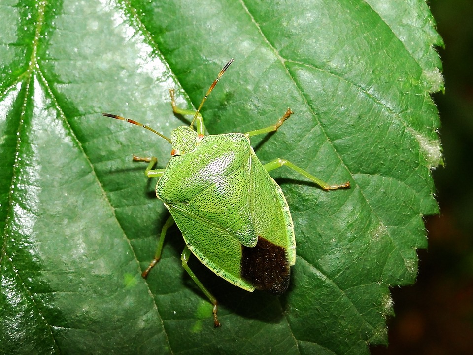 Biodiversité forêt