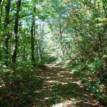 Préserver la forêt française