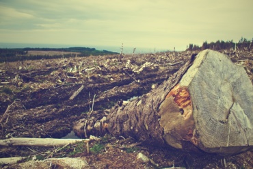 Comprendre la déforestation (en 4 minutes)