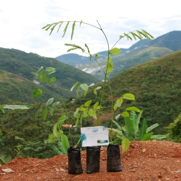 Préservation des forêts à Coroico en Bolivie