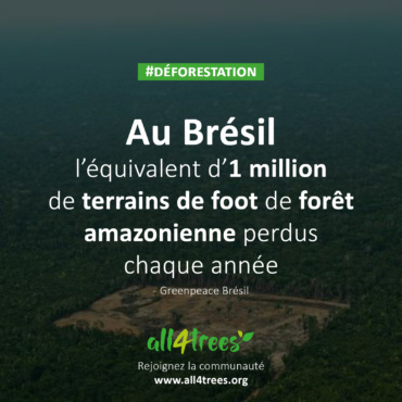 Déforestation au Brésil : l’équivalent d’un million de terrains de foot perdus en un an