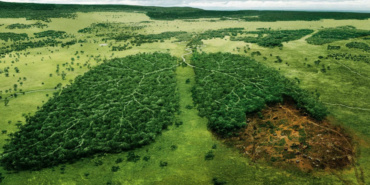 Oreo : un mauvais goût de déforestation