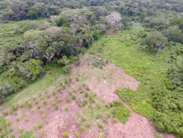 Qu’est-ce qui se cache derrière un projet de reforestation ?