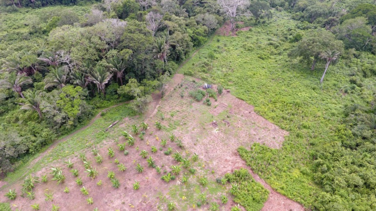 Qu’est-ce qui se cache derrière un projet de reforestation ?