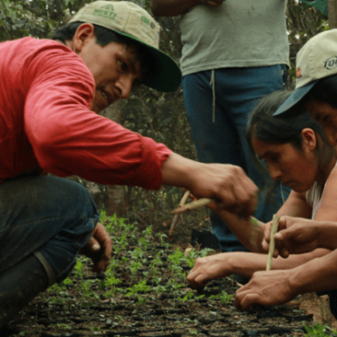 Agroforesterie et café au Pérou