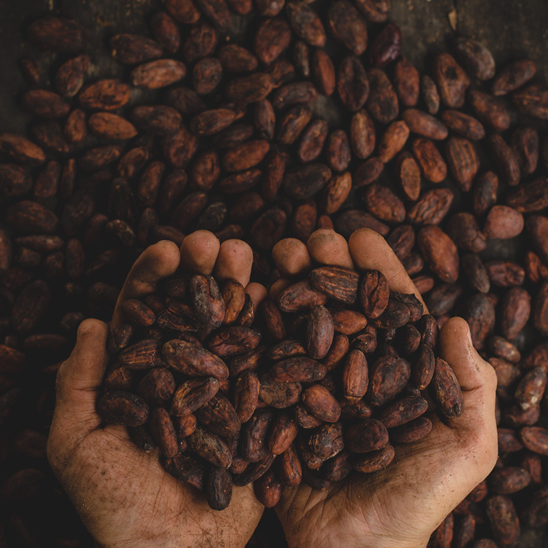 cacao deforestation