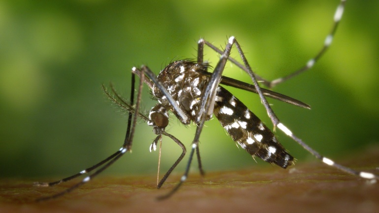 La déforestation favorise la propagation du paludisme