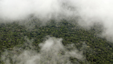 Les mécanismes de certification carbone permettent-ils de préserver les forêts tropicales ?