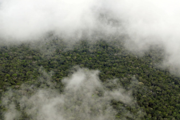Les mécanismes de certification carbone permettent-ils de préserver les forêts tropicales ?