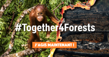 #Together4Forests – Ensemble, stoppons la déforestation !