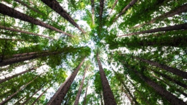 Planter 1.200 milliards d’arbres peut-il vraiment sauver le climat ?