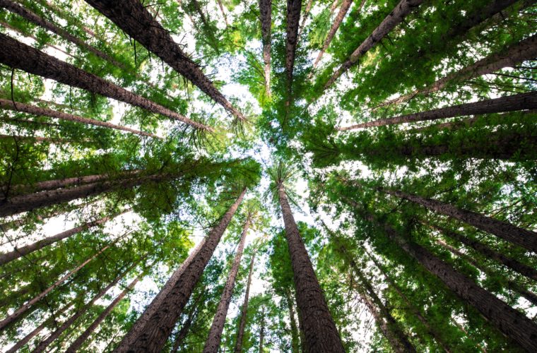 Planter 1.200 milliards d’arbres peut-il vraiment sauver le climat ?