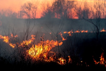 L’Amazonie brûle pour mettre des vaches et du soja