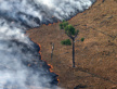 Tribune : stop à la déforestation de l’Amazonie !