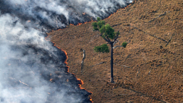 Tribune : stop à la déforestation de l’Amazonie !