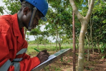 Un manque de transparence flagrant des impacts des projets de « plantation d’arbres »