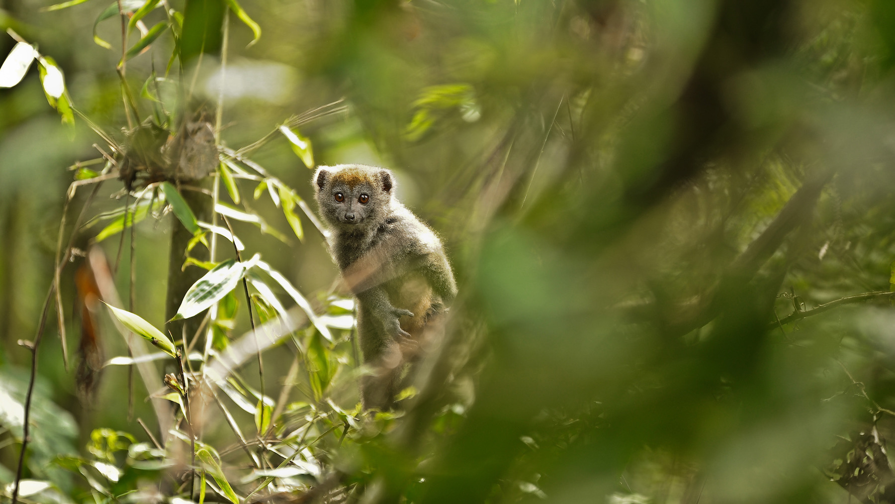 lemurien massif makay madagascar