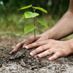 Photo de mains plantant un jeune arbre dans la terre