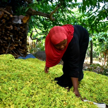 🇰🇲 Comores – Reboiser et développer l’agroforesterie pour une filière Ylang-Ylang éco-responsable
