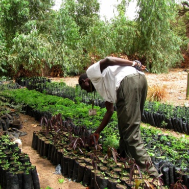 🇸🇳 Sénégal – reboiser et développer l’agroforesterie dans le Bassin arachidier de la région Fatick