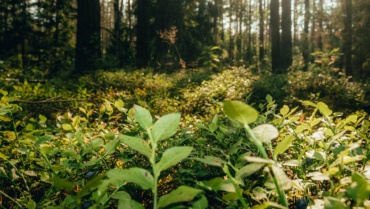 Règlement européen sur la restauration de la nature : quel impact pour les forêts ?