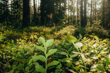 Règlement européen sur la restauration de la nature : quel impact pour les forêts ?