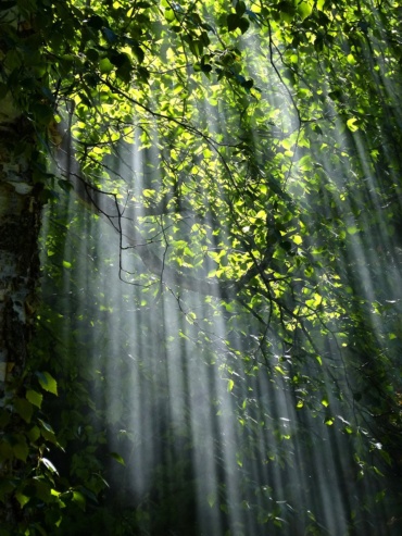 Le rôle des forêts françaises dans la stratégie nationale bas carbone