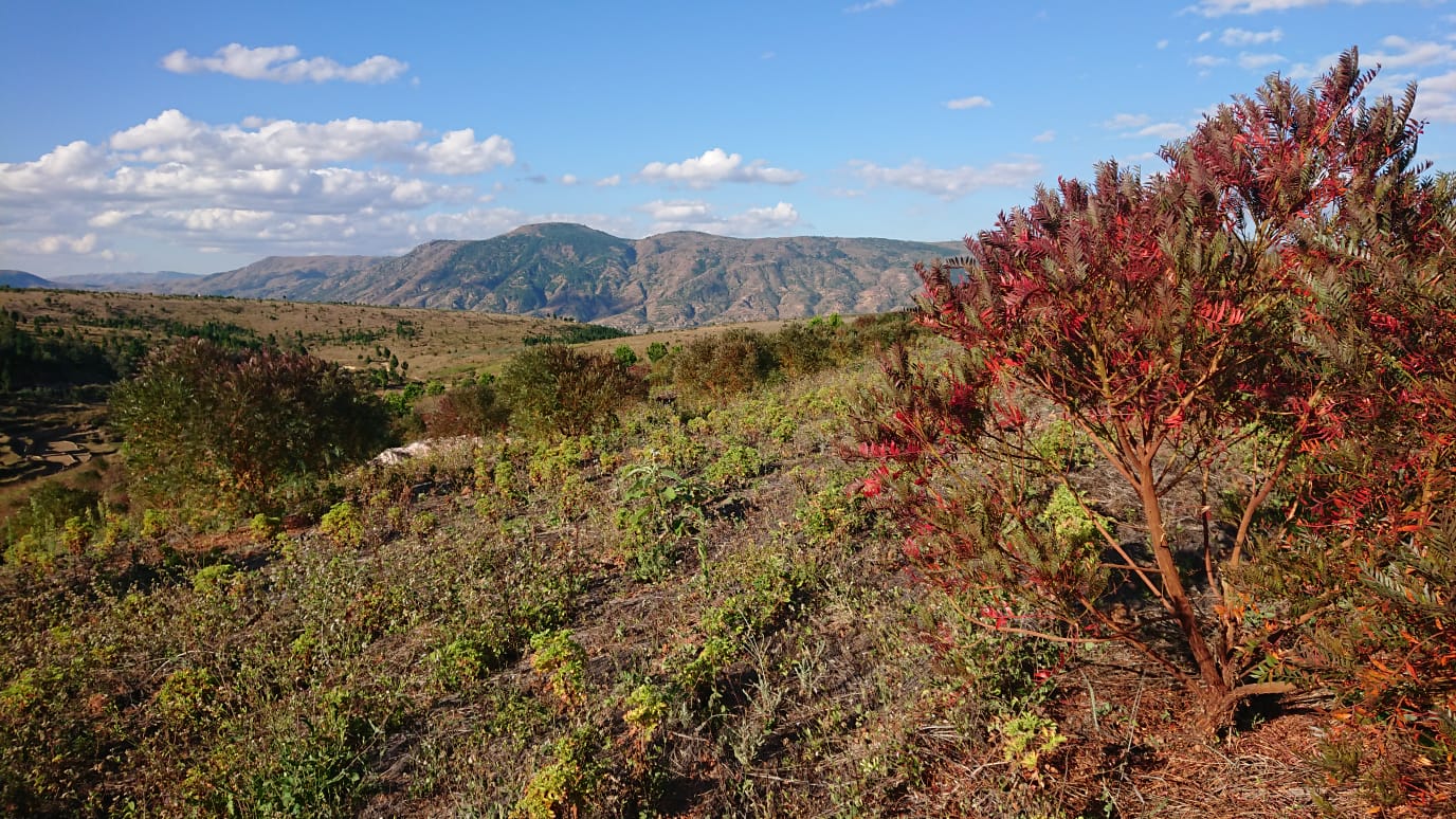 L'hiver austral est arrivé au niveau des parcelles cultivées par les organisations paysannes appuyées par Cœur de Forêt