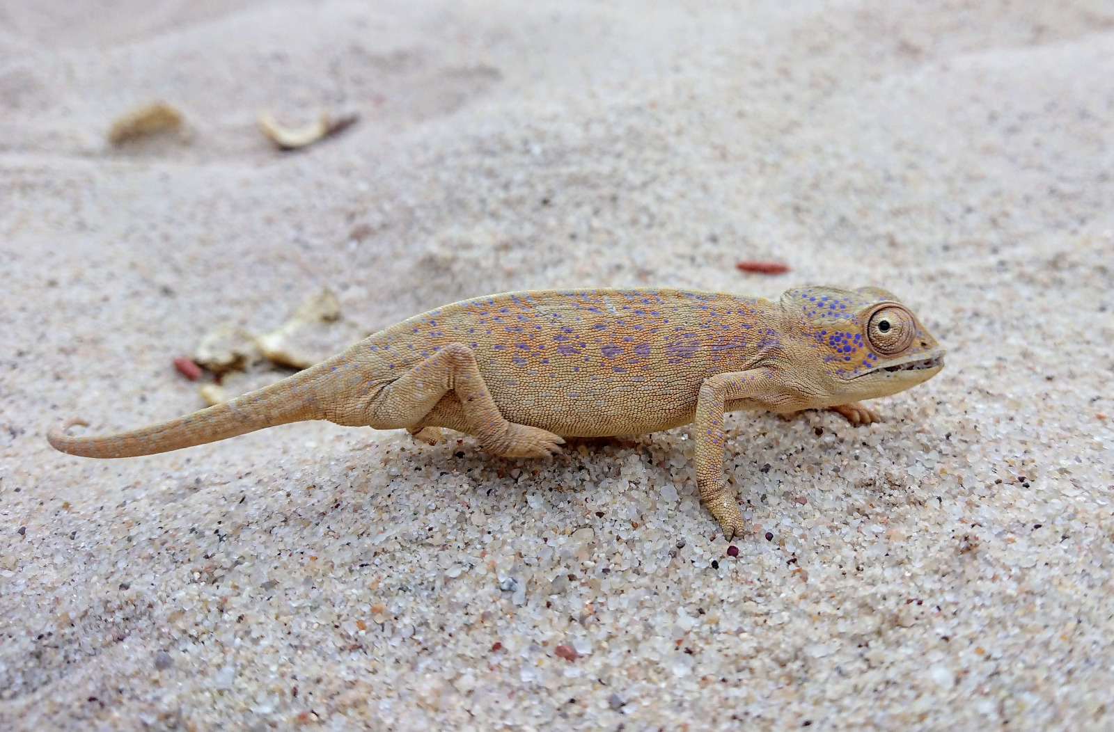 Caméléon furcifer viridis