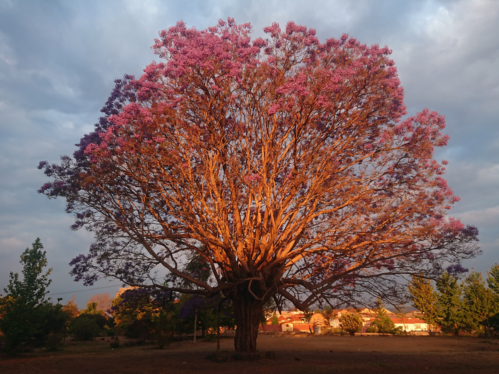 Jacaranda en fleurs à Antsirabe