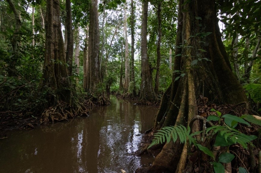 Le nouveau terrain d’étude : la forêt marécageuse de Hlanzoun au Bénin
© Vincent Romera