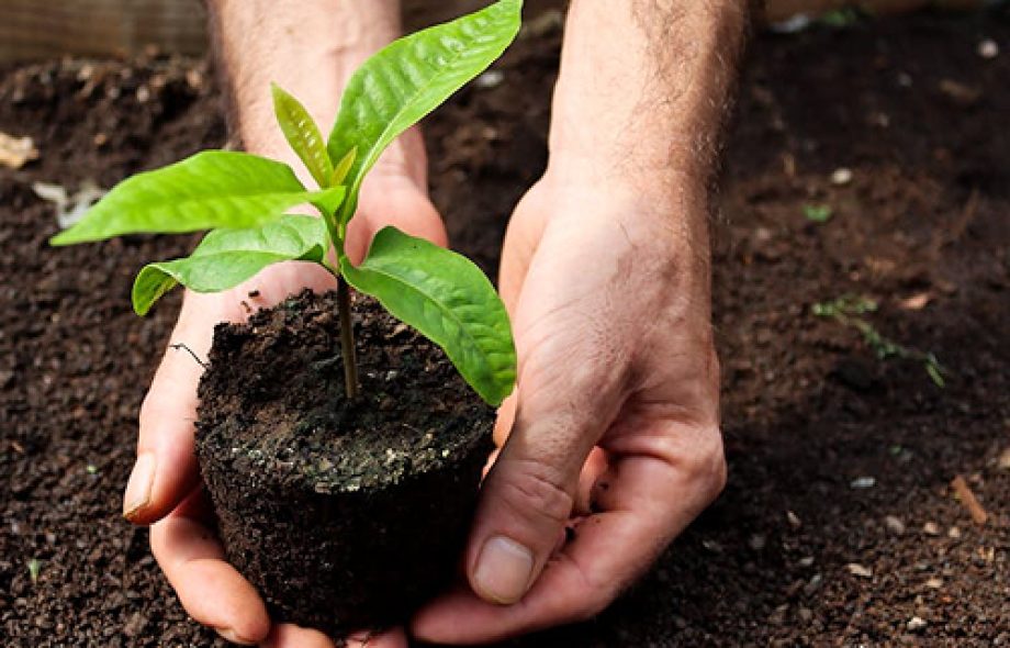 Table ronde – Compensation carbone et reforestation