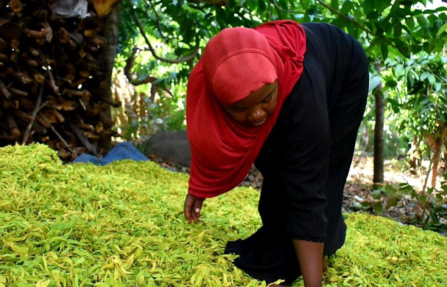 🇰🇲 Comores – Reboiser et développer l&rsquo;agroforesterie pour une filière Ylang-Ylang éco-responsable