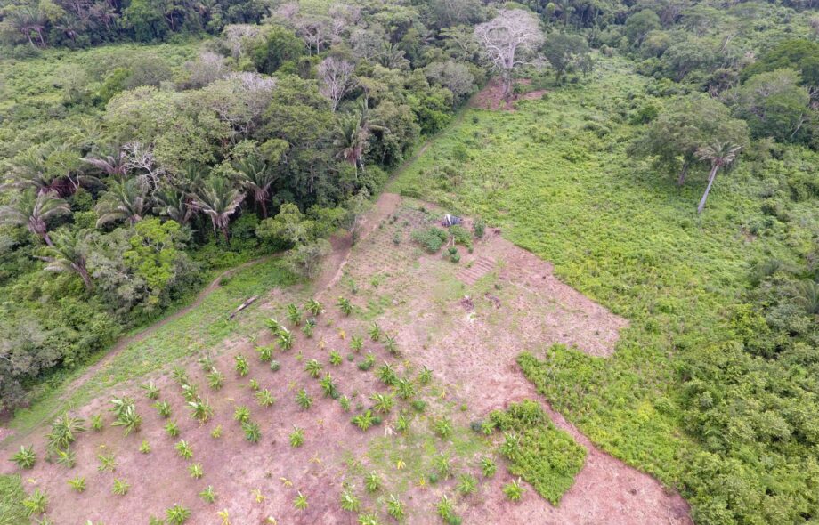 Qu’est-ce qui se cache derrière un projet de reforestation ?