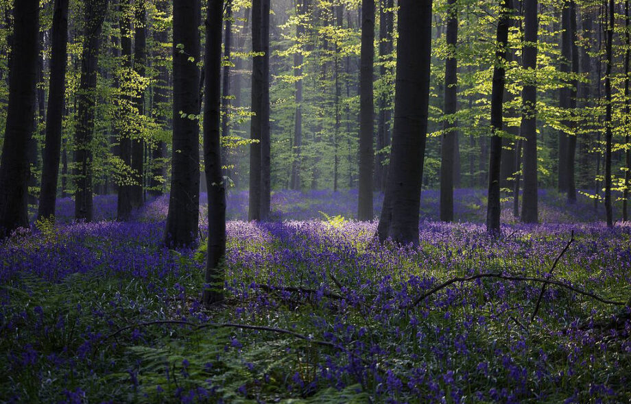 Quelle est votre empreinte sur les forêts ?