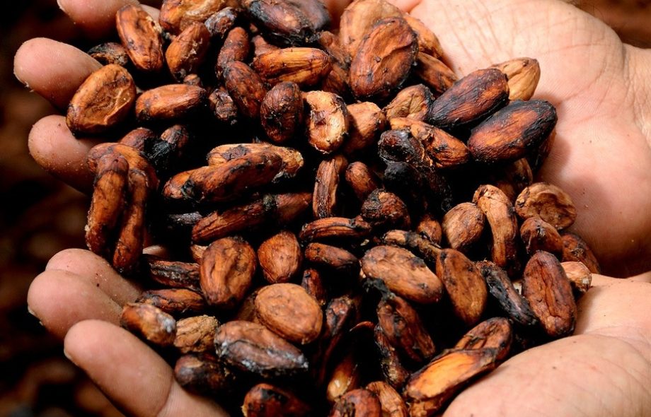 [TRIBUNE] – Le chocolat, une douceur au goût amer